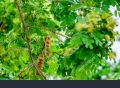 Shareen / Albizia / Lebbeck Tree Seeds High Germination Rate. 