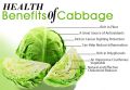 Green Cabbage (Band Gobhi/Gobi) Winter Vegetable Seeds Home Kitchen Gardening. 
