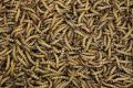 MEAL WORMS DRIED LARVEA 50GM FOR ALL TYPE OF BIRDS-FISHES & TURTLES. 