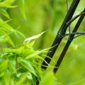 Black Bamboo Seeds. 