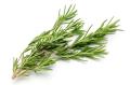 Rosemary Seeds F1 Hybrid. Best Quality, High Germination Rate. 