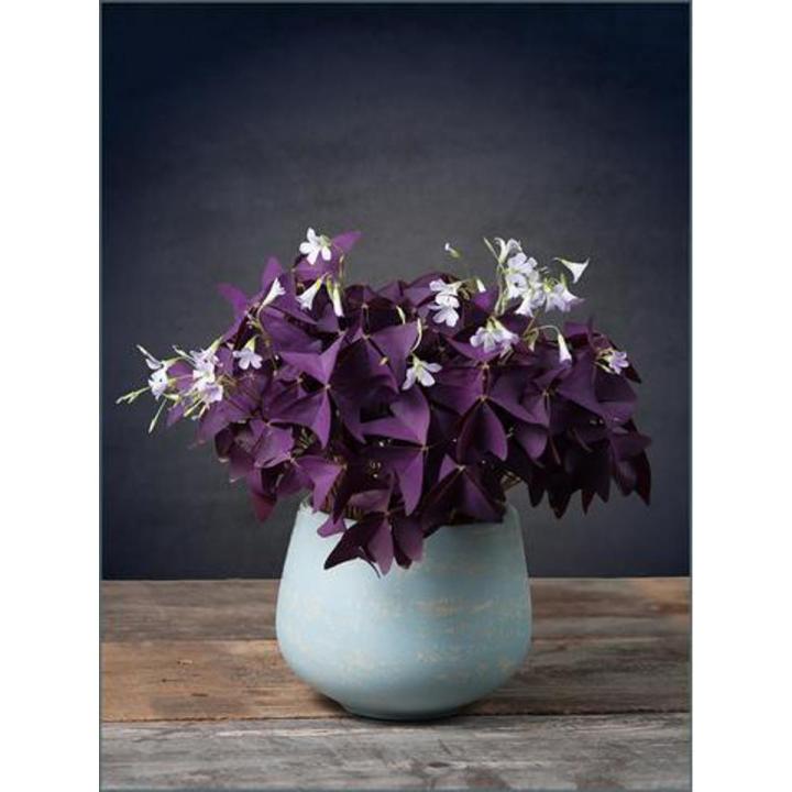 Flower Bulbs, Butterfly Oxalis, 10 fresh bulbs