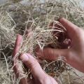 PACK of 3 | Road Grass Nest For Finches  And Small Birds | nesting material | nesting grass for finch java and small birds. 
