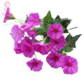 Flower Non-fading Refreshing Petunia Flower. 