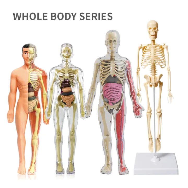 Oem%20More%20Biological%20Model%20Teaching%20Aids%20Human%20Skeleton%20Organs%20Science%20Learning%20Kit%203D%20Anatomy%20Human%20Body%20Toy%20-%20Image%202