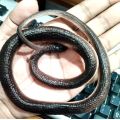 Soft Rubber Snake Toy Big 25 Inch with Free Rubber Lizard / Artificial Rubber Snake & Lizard. 
