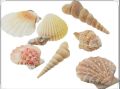 Premium Quality Shalls Pack Best Quality & Beautiful Shapes Natural Seashells Pack For Home & Room Decoration. 