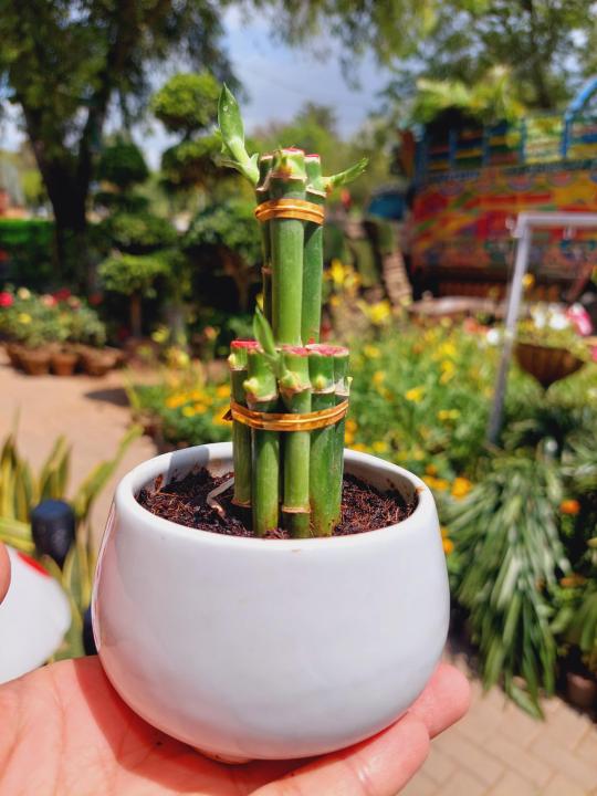 Ceramic%20pot,%20Ceramic%20Planter%20for%20Plants,%20Ceramic%20Pot%20for%20Cactus%20and%20Succulent%20-%20Image%203