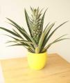 30pcs Pineapple Fruit Seeds. 