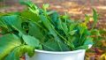 Kitchen Gardening Winter Vegetables Seeds 10 Packs. 