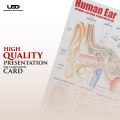 Human Ear Wall chart for Class rooms Decoration | HD Picture Presentation on 200 gram Laminated card 23*36 inches. 