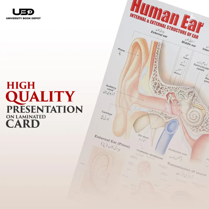 Human%20Ear%20Wall%20chart%20for%20Class%20rooms%20Decoration%20%7C%20HD%20Picture%20Presentation%20on%20200%20gram%20Laminated%20card%2023*36%20inches%20-%20Image%205