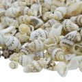 200 Natural Sea Shells Pack. 