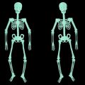 HA Halloween Decoration Halloween Props Luminous Fluorescent Skeleton. 