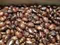 10 Castor oil seeds 100percent germinate for grow caster plant Eranda ( Riccinus communis ) castor been arand treeuse for many purpose. 