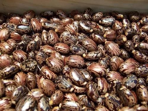 35%20Castor%20oil%20seeds%20100percent%20germinate%20for%20grow%20caster%20plant%20Eranda%20(%20Ricinus%20communis%20)%20castor%20beans%20arand%20tree%20use%20for%20many%20purpose%20-%20Image%202