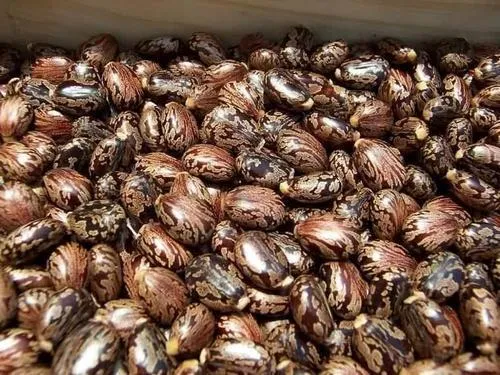 25%20Castor%20oil%20seeds%20100percent%20germinate%20for%20grow%20caster%20plant%20Eranda%20(%20Ricinus%20communis%20)%20castor%20beans%20arand%20tree%20use%20for%20many%20purpose%20-%20Image%206