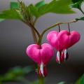 Pink Bleeding Heart Flower Tree Seeds. 