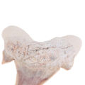 Megalodon Tooth Fossil Shark Teeth Marine Biology Science Teaching Specimen. 
