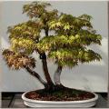 Rare Bonsai Ghost Maple Tree Seeds. 
