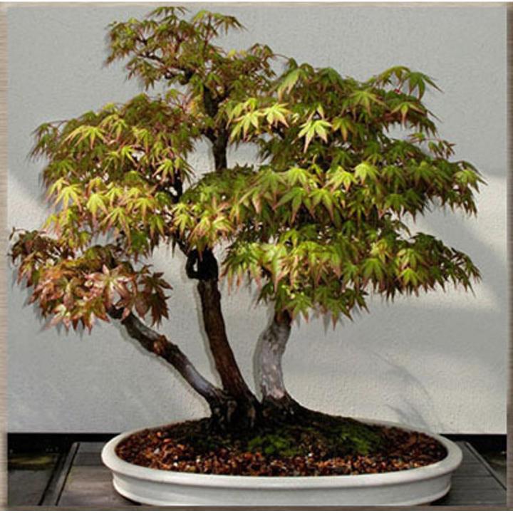 Rare Bonsai Ghost Maple Tree Seeds