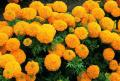 Marigold Mix flower seed. 