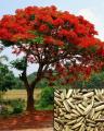 100+ Fresh Tree Seeds Easy Growing Different Bonsai Plant Flower. 