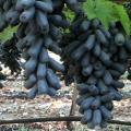 Moon Drop Grapes Fruit Seeds. 