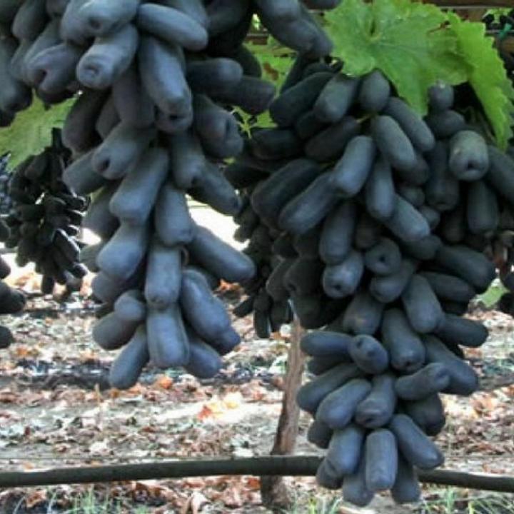 Moon Drop Grapes Fruit Seeds