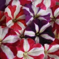 Petunia Nana Compacta Stars Mixed - Home Gardening Flower Seeds. 