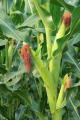 Sweet Corn / Desi Maize Kitchen Gardening Vegetable Seeds. 