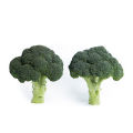 PACK OF 6 PACKET BROCCOLI, ICE BERG, PAK CHOI GREEN SALAD  RED CABBAGE, CHINESE CABBAGE BY HMS Product. 