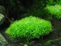 Riccia Moss for Aquarium. 