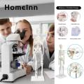 Flexible Jointed Mini Skeleton Realistic Mini Human Skeleton Model for Study Decoration Perfect Halloween Gift. 