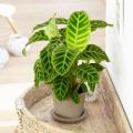 Zebrina Prayer Plant Seeds. 