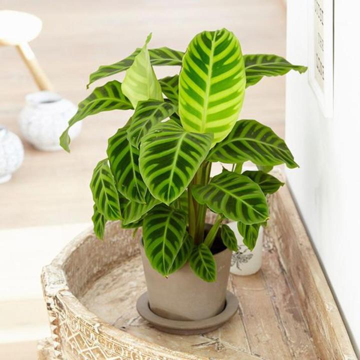 Zebrina Prayer Plant Seeds