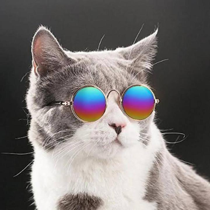 Cats Fancy Face Glasses - Imported