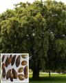 5 Fresh Seeds Sukh Chain Tree Bonsai Plant Flower. 