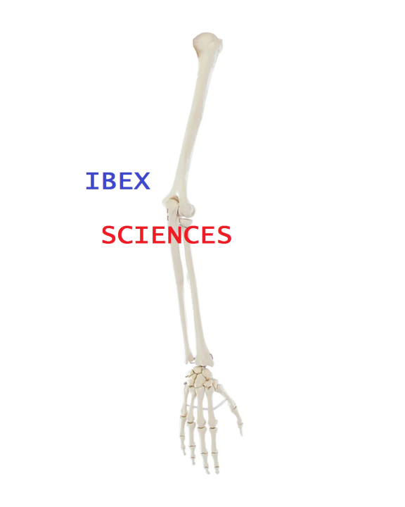 IBEX%20SCIENCES%20Upper%20Limb%20Skeleton%20Model,%20arm%20Skeleton%20Bundle%20Medical%20Anatomical%20Bone%20Model,%20Life-Size%20Upper%20Extremity%20Model%20for%20Medical%20Standard%20Education%20Teaching%20Aids.,%20White%20-%20Image%202
