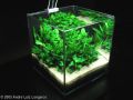 1.5Ft Planted aquarium. 