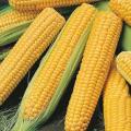 Sweet corn seeds vegetable seeds BY HK DEALER. 