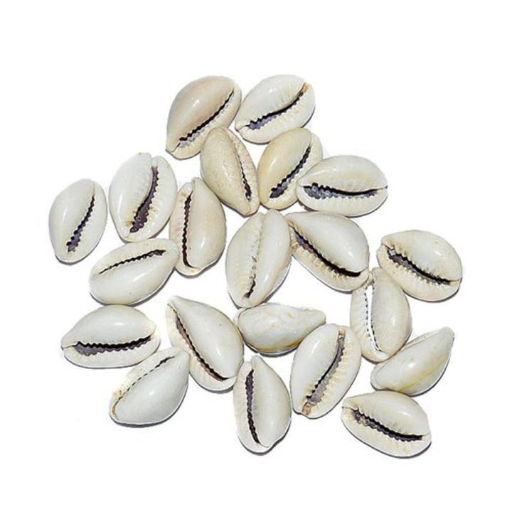 50 Sea Shalls Koodi Pack For Home Decoration & Equirium and Room Decoration