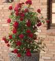 Original Small Red Rose Bail Plant. 
