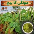 Mung beans/mongi Seeds  ( mongi Ke Beej)(مونگی  کا بیج )/desi/Germinated/Best Quality/Fast growing/Excellent Germination/High Quality/Healthy Vegetable Seeds/Vegetable/Home/Kitchen/Gardening seeds/beej/Vegetables Seeds Packet. 