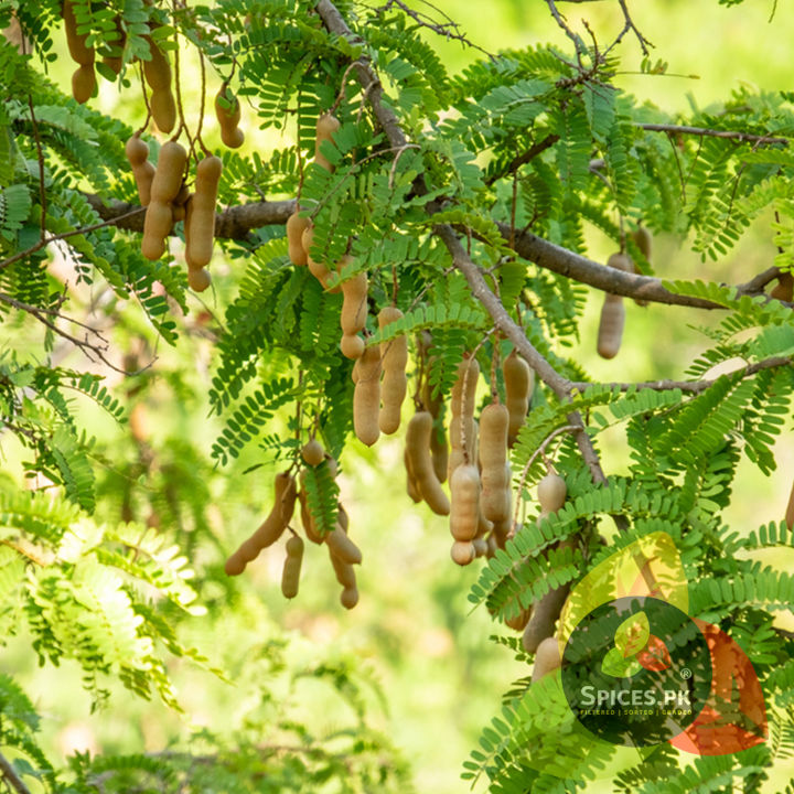 Premium%20Organic%20Tamarind%20(Imli)%20%E2%80%93%20100%25%20Pure%20Whole%20Dried%20Tamarind%20for%20Chutneys,%20Curries%20&%20Tangy%20Cooking%20%E2%80%93%20200g%20-%20Image%208