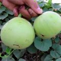 Pumpkin Seeds /Round Gourd Seeds(Kaddo K Beej)(کدو کے بیج)Desi/Germinated/Best Quality/Fast growing/Excellent Germination/High Quality/Healthy Vegetable Seeds/Vegetable/Home/Kitchen/Gardening seeds/beej/Vegetables Seeds Packet. 