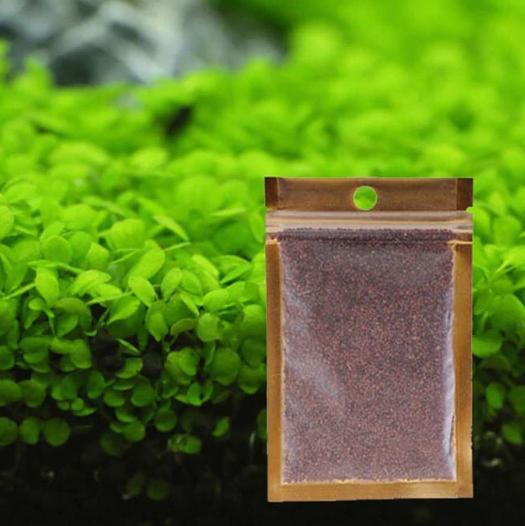 Big leaf Aquarium seeds