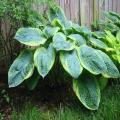 Frances Williams Hosta Plant Seeds. 