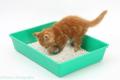Litter Tray for Kittens ( Small Size upto 6 month Cat. 