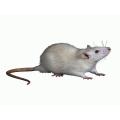 Hand holding and artificial mouse. 